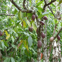 cacao