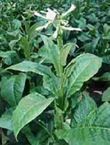 Tobacco plant